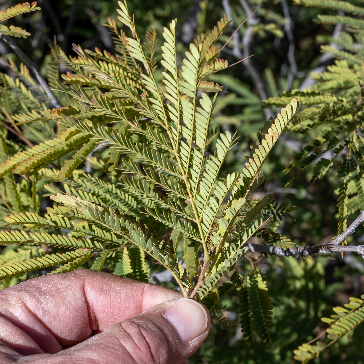 Lysiloma acapulcensis 